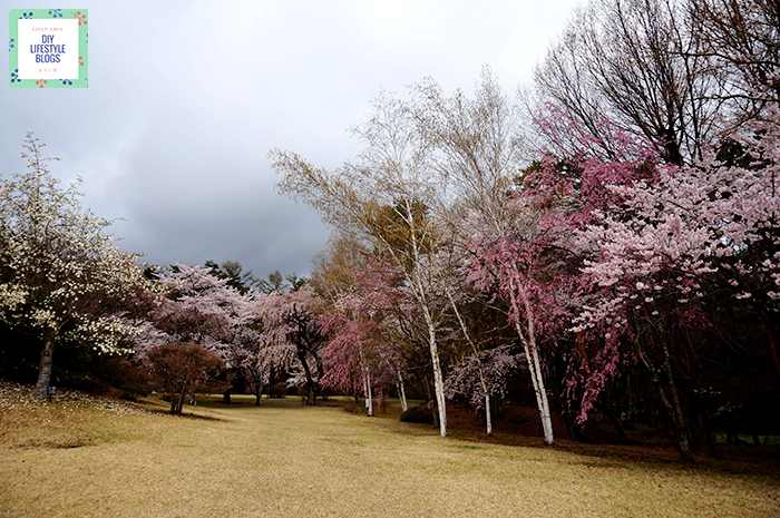 ซากุระ ญี่ปุ่น Fuji View Hotel 3