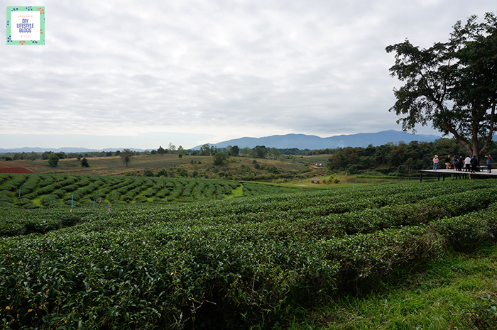 Tea Plantation_1