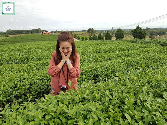 Tea Plantation_15