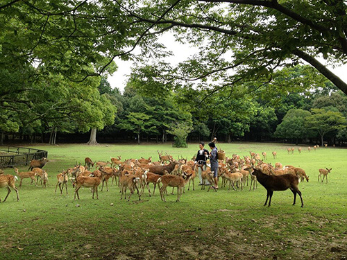 Japan the Series : Nara : ตื่นเต้นแค่ไหน…เมื่ออยู่ใน “ดงกวาง”