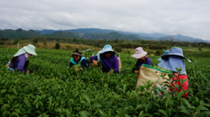 FI_Tea Plantation